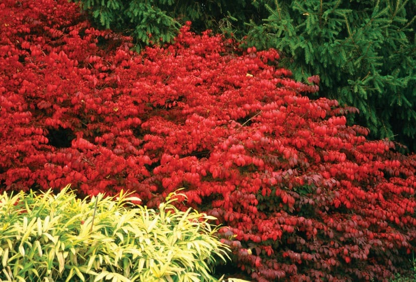 Contraste de plantas con Euonymus alatus