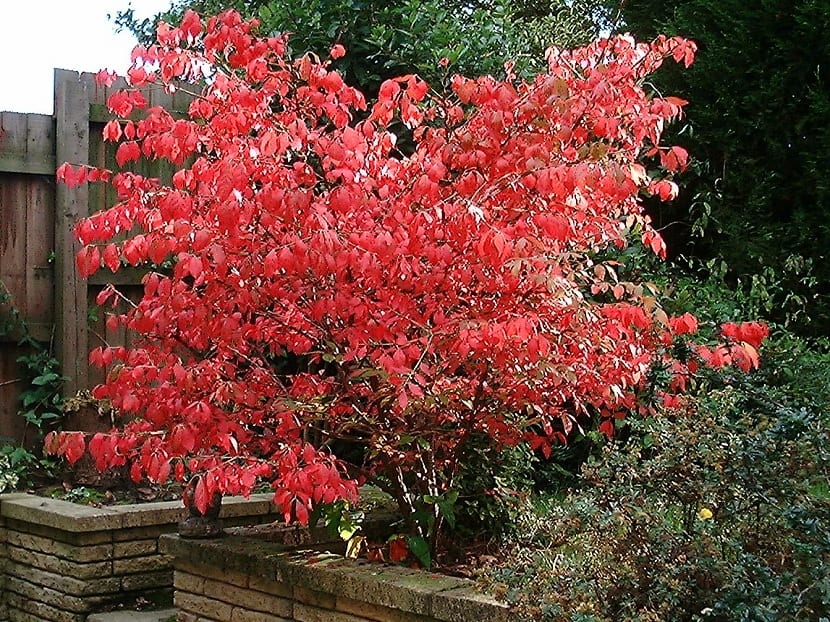 Decoración con Euonymus alatus