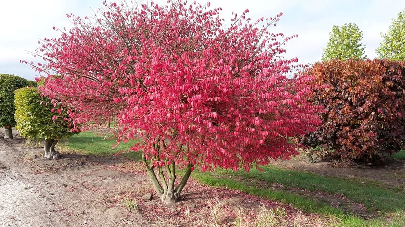 Euonymus alatus crecido