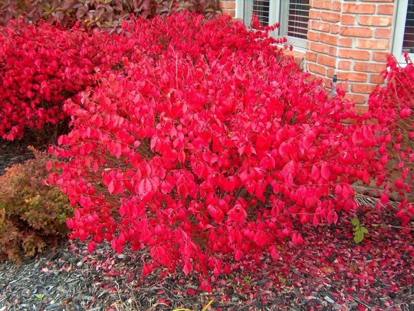 Euonymus alatus