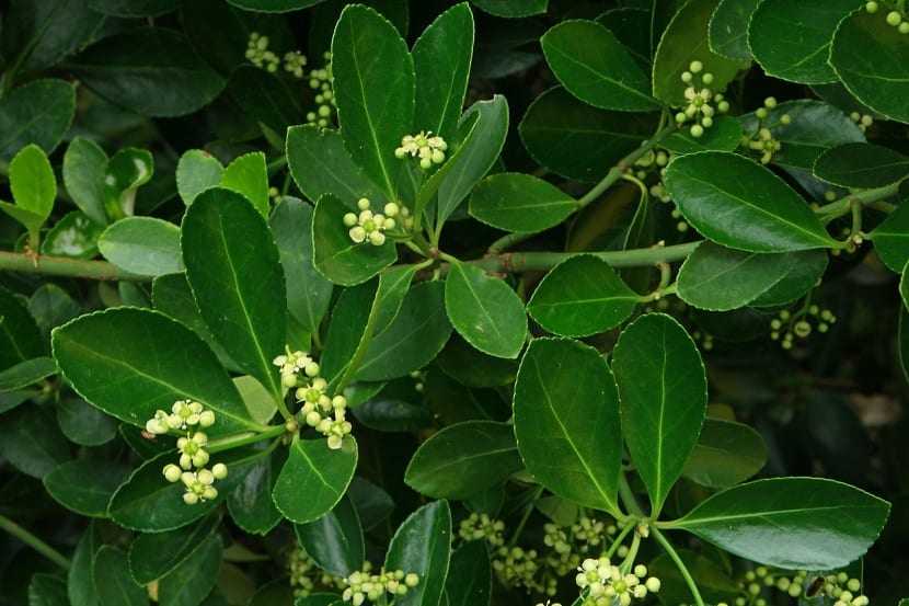 Euonymus japonicus