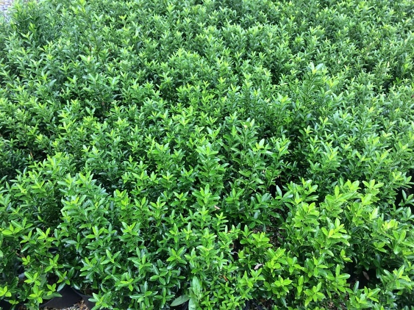 Euonymus