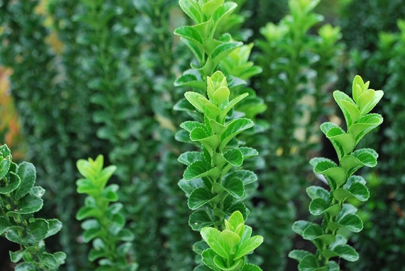 Euonymus: especies, cuidados y poda del evónimo o bonetero