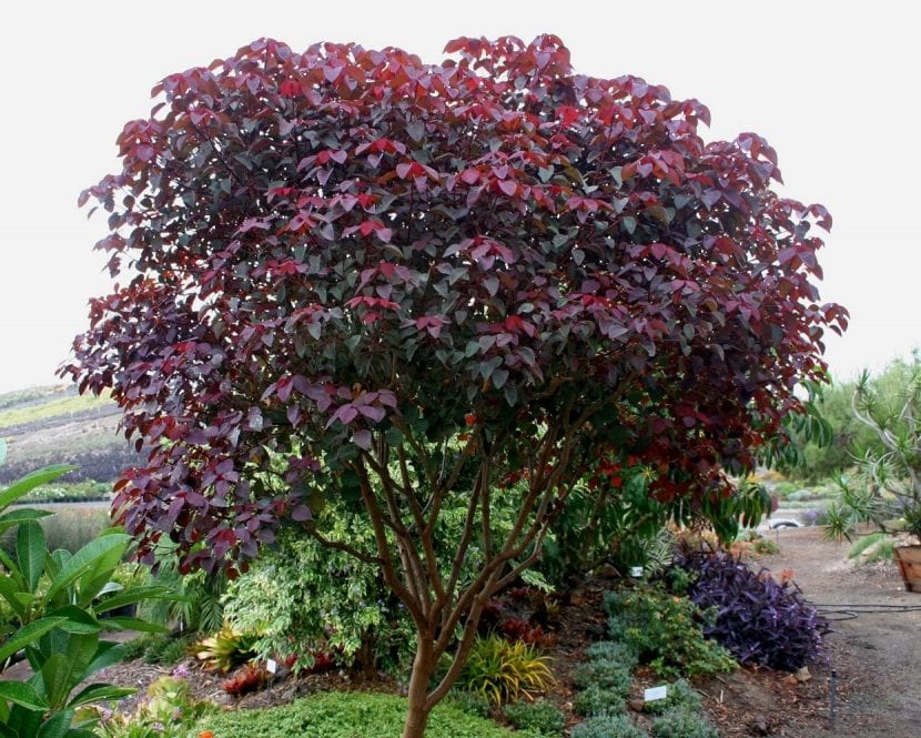 Árbol de Euphorbia cotinifolia
