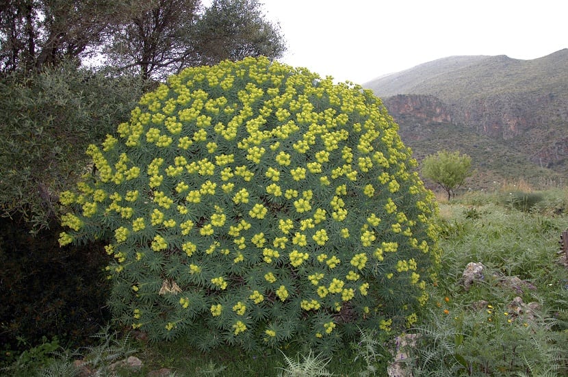 Euphorbia dendroides: cultivo, poda y riesgos del látex
