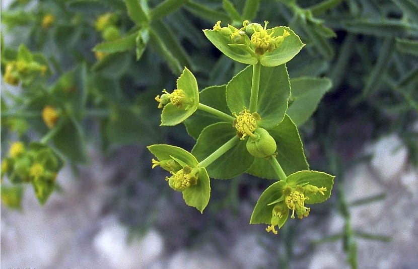 Euphorbia serrata tambien llamada Higuera del inferno