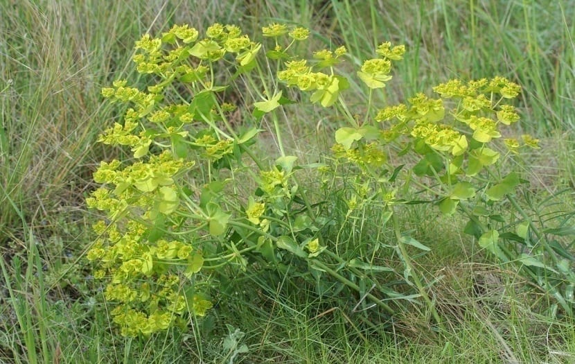 Higuera del inferno que crece de forma silvestre