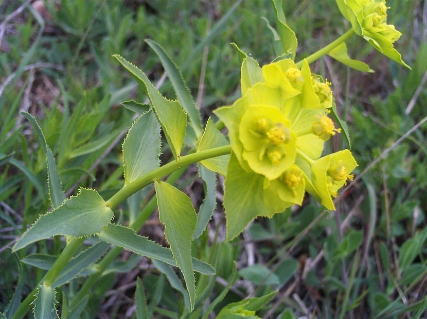 Euphorbia serrata: identificación, toxicidad y manejo