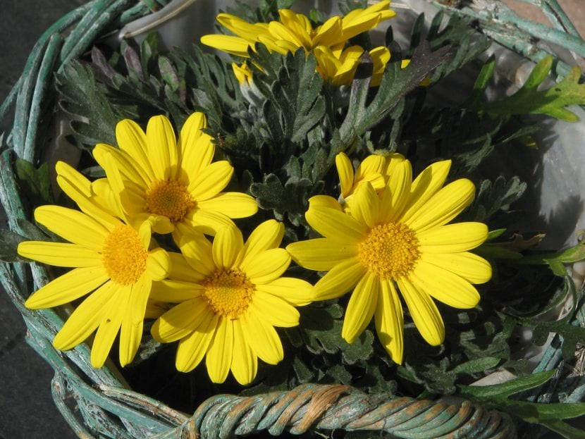 Las flores del Euryops son amarillas