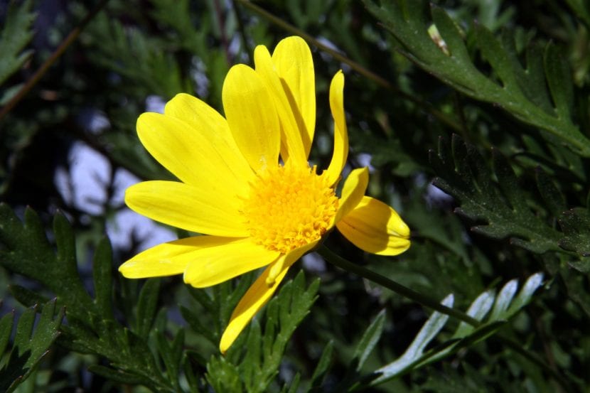 El Euryops es una planta muy fácil de cuidar