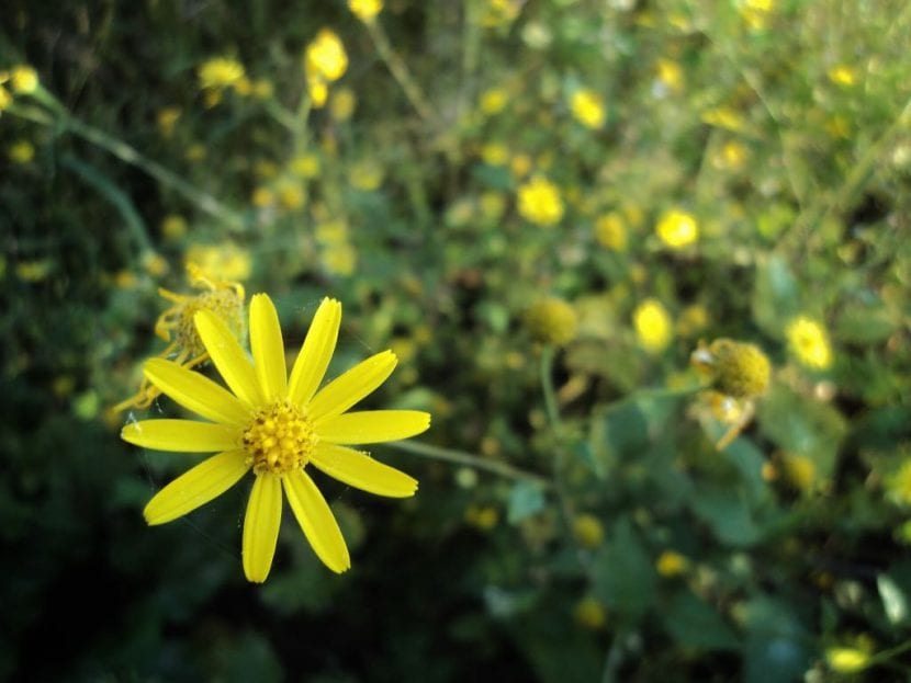 El Euryops pectinatus es una de las especies más populares