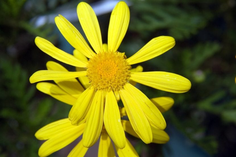 La flor del Euryops parece una margarita amarilla