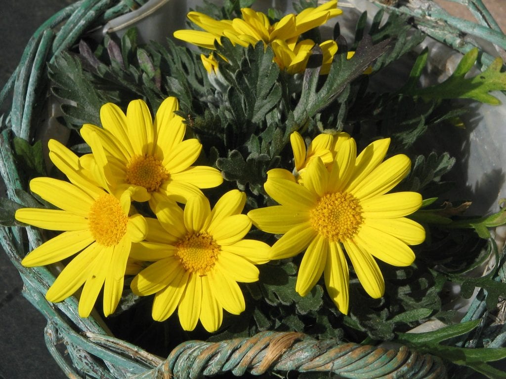 Euryops: cuidados, poda y resistencia al frío