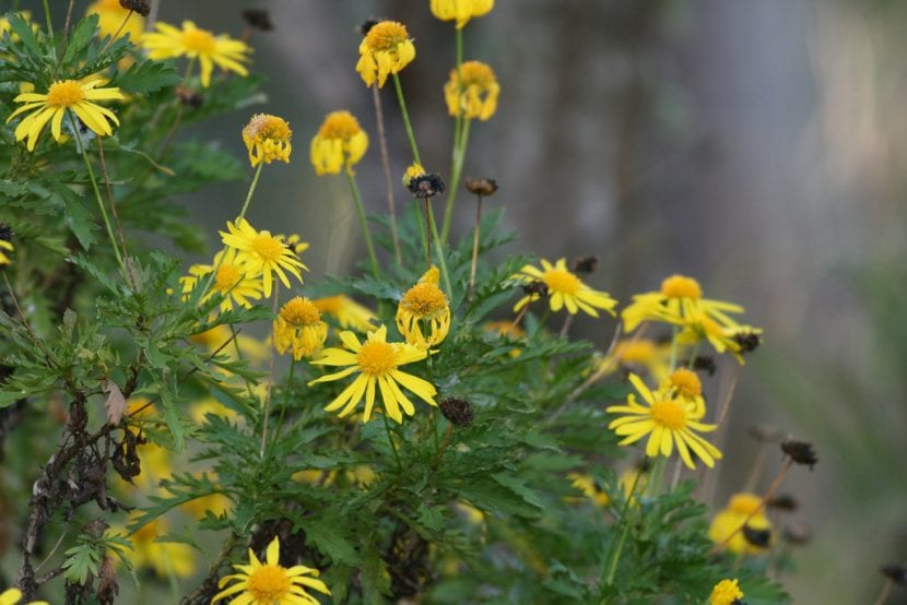 Vista de la planta de Euryops en flor