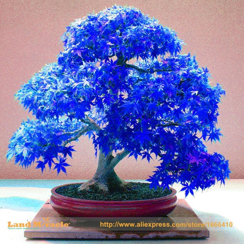 Acer palmatum