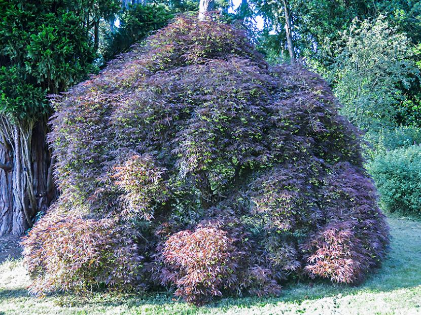 Acer palmatum Ornatum, arce japonés de hoja disecada