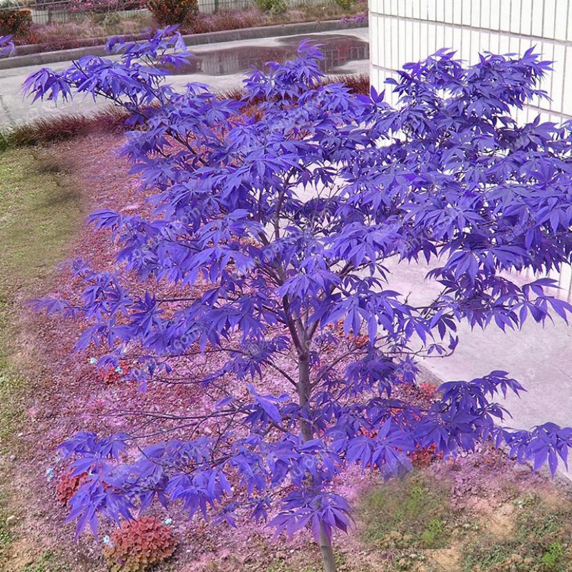 Arce japonés azul: por qué no existe y qué te venden