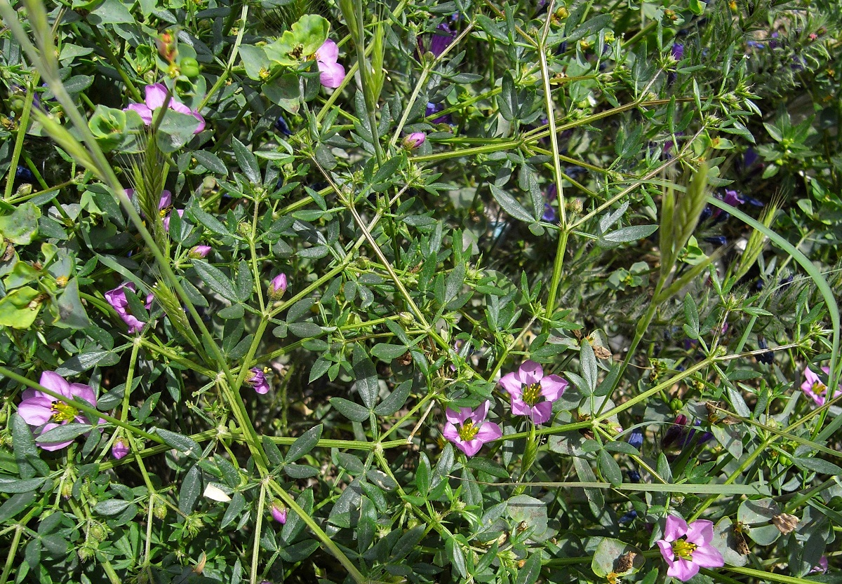 Fagonia cretica: cómo identificarla y cultivarla en seco