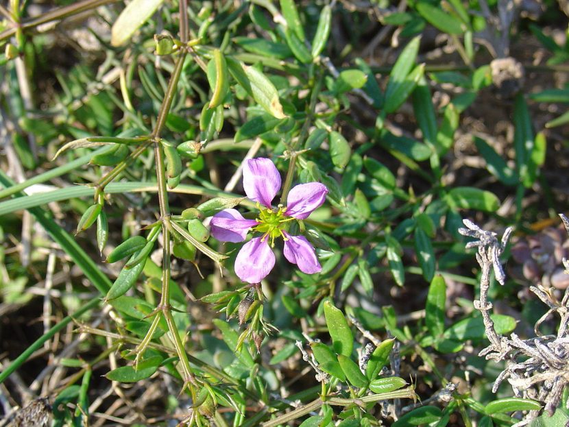 Detalle de la flor lila de Fagonia cretica