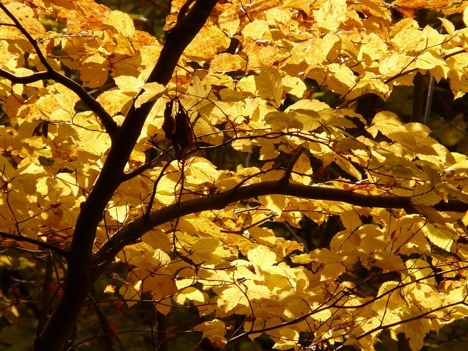 Fagus (haya): dónde plantarla, cuidados, poda y especies