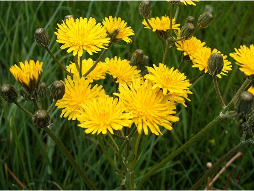 Mata de Crepis vesicaria con numerosas flores amarillas