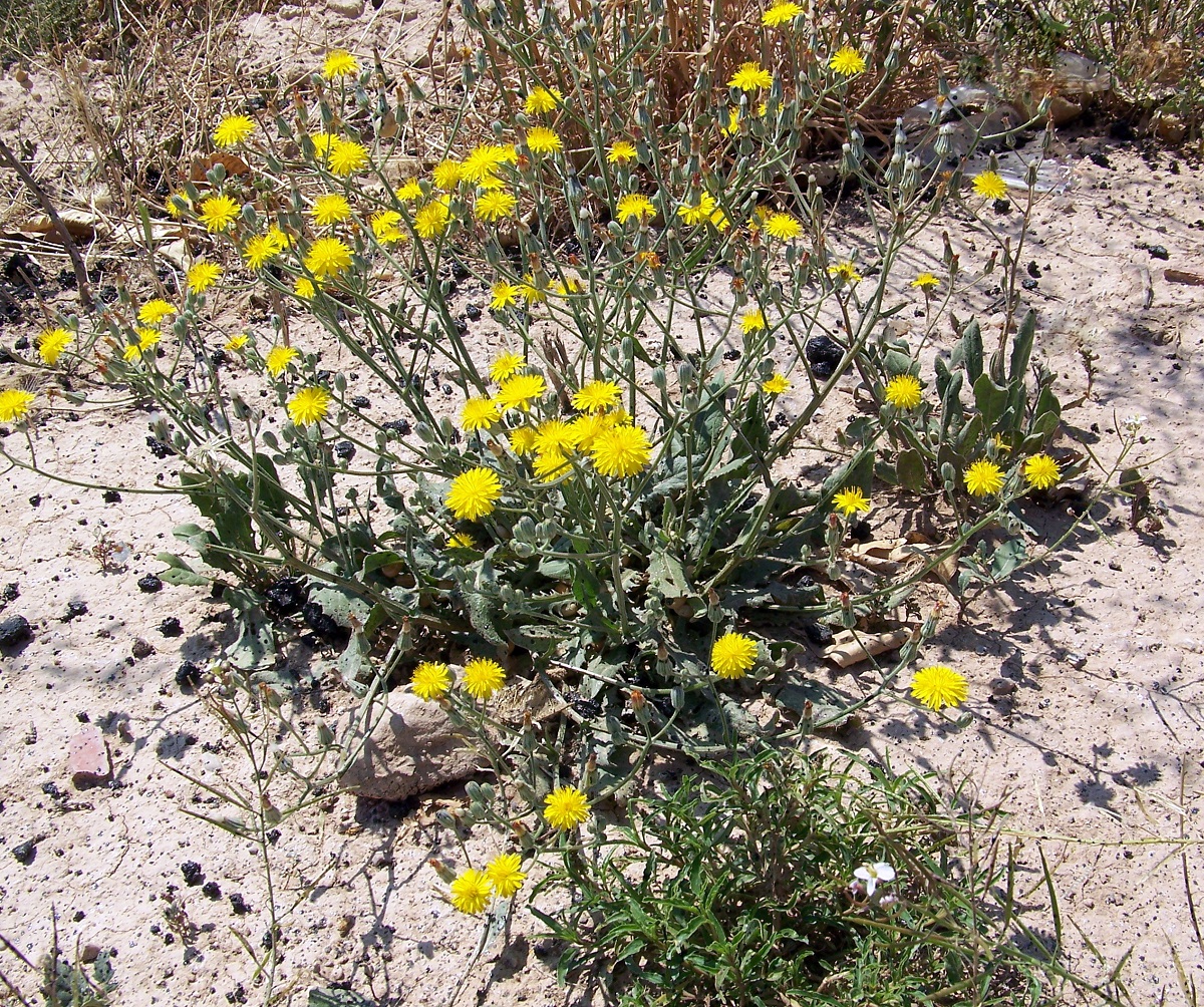 Falsa achicoria (Crepis vesicaria): identificarla y controlarla