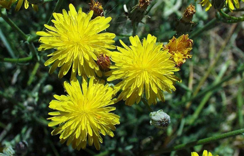 Detalle de tres capítulos amarillos de falsa achicoria vistos de cerca