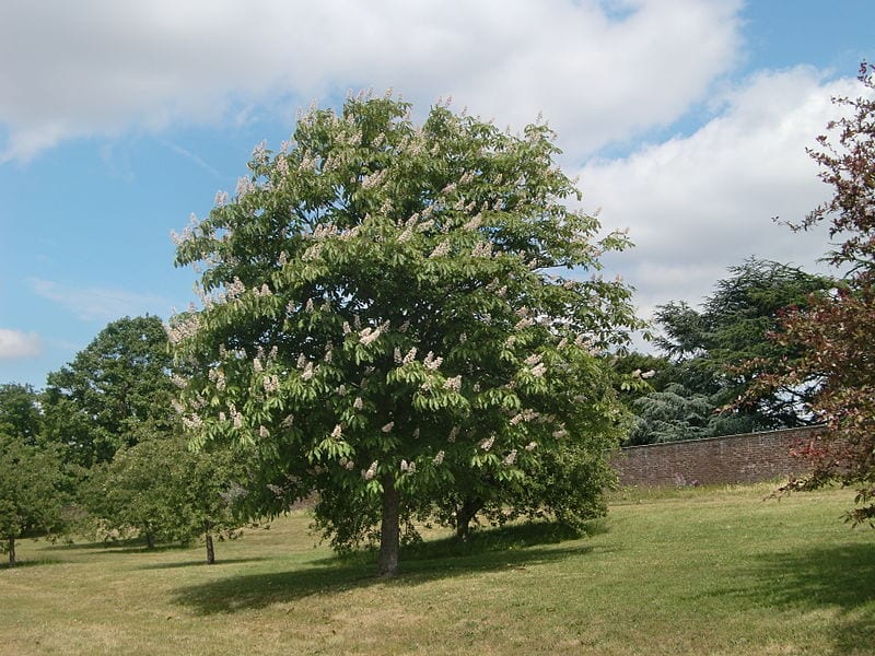 Falso castaño japonés (Aesculus turbinata): guía de cultivo