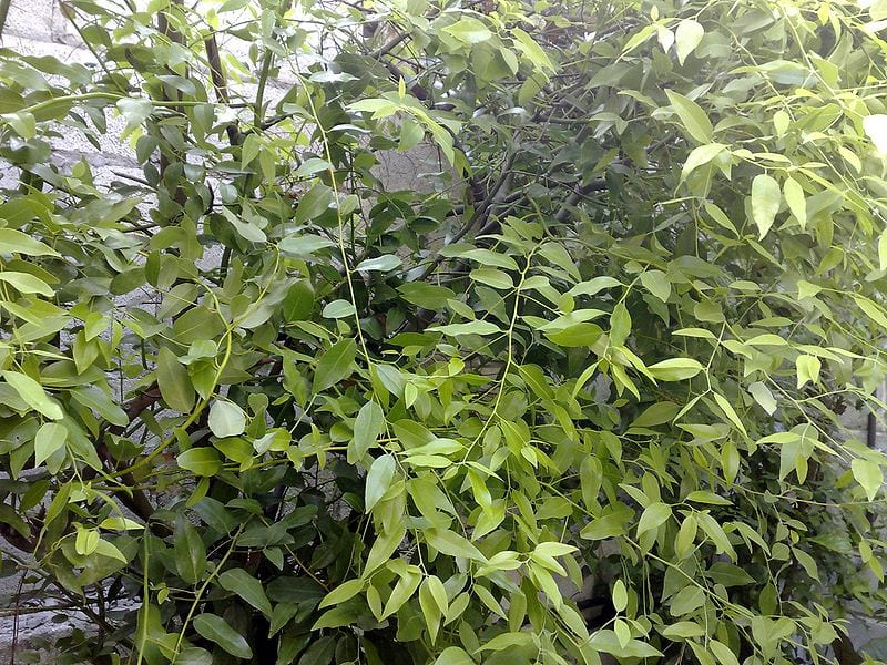 Falso laurel: qué planta es y cómo cuidarla