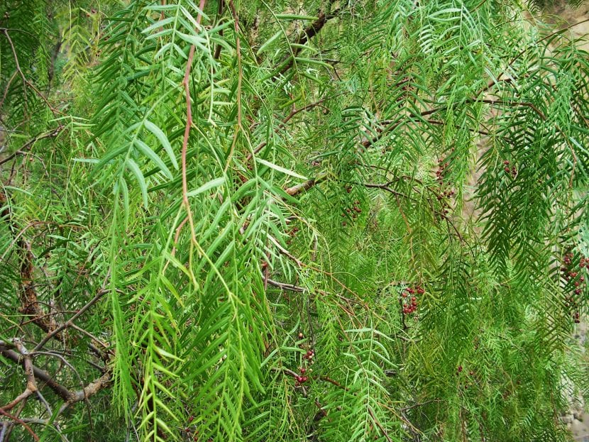 Las ramas del Schinus molle son colgantes