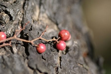 Racimos de frutos rosados de Schinus molle
