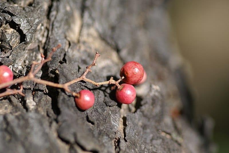 El falso pimentero da frutos rojos que se utilizan como especia