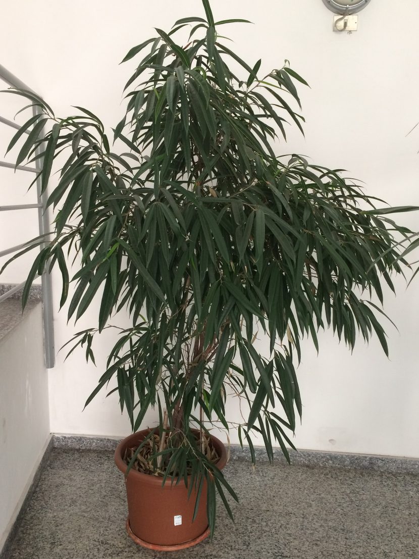 Ejemplar de Ficus 'Alii' cultivado en maceta