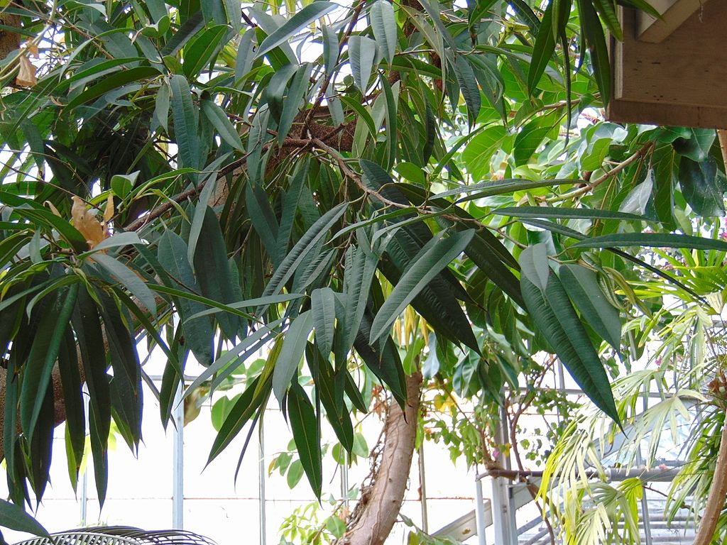 El Ficus Alii es un árbol de hoja estrecha