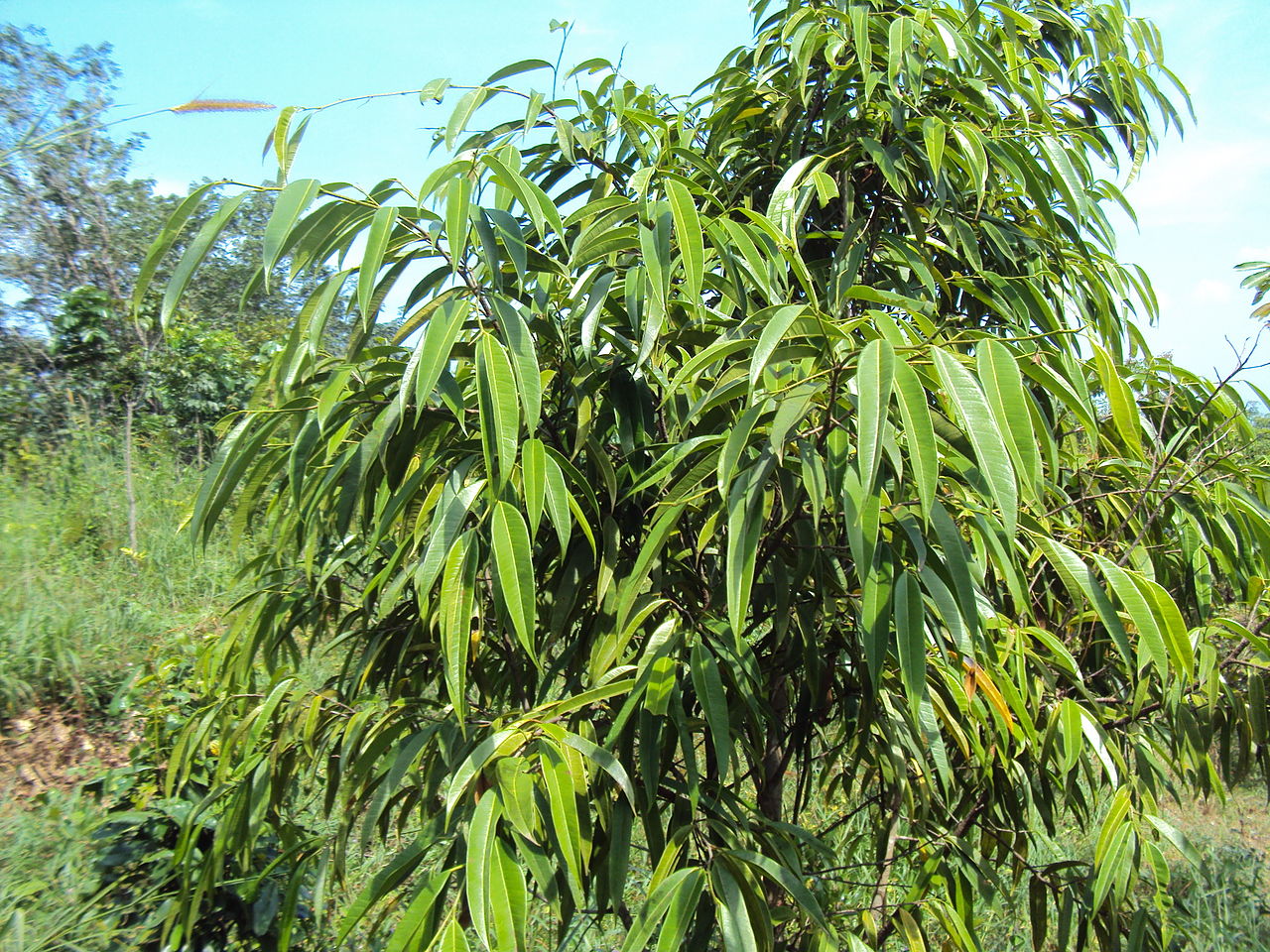 Vista del Ficus maclellandii en hábitat