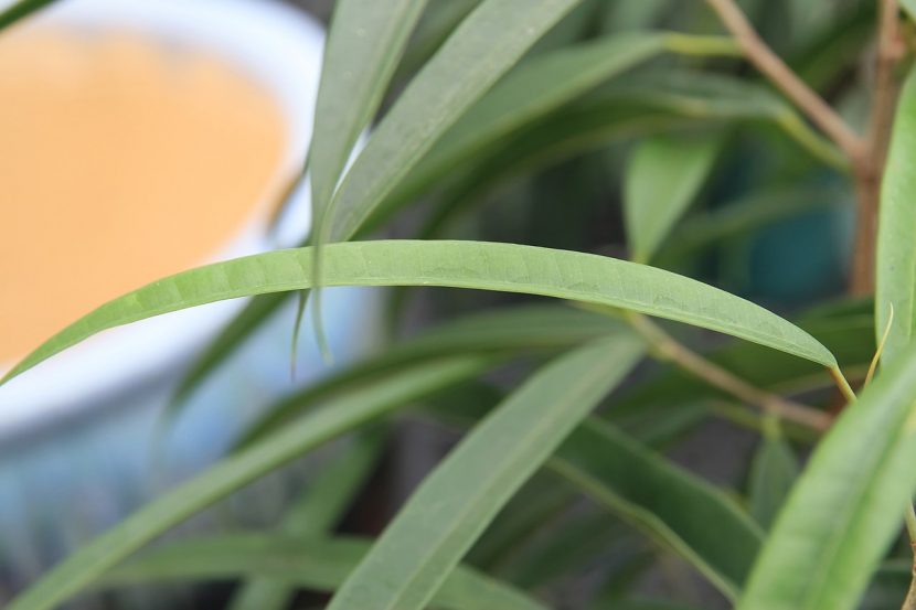 Detalle de las hojas estrechas y lanceoladas del Ficus 'Alii'