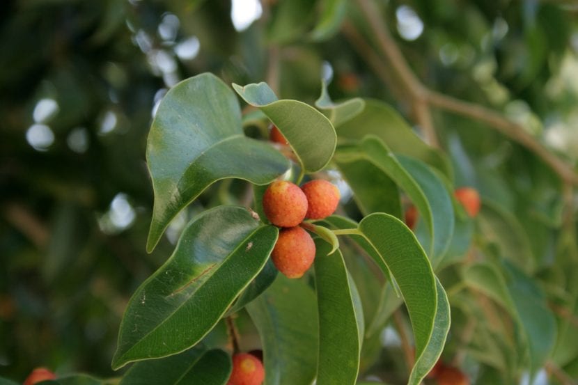 Frutos del Ficus benjamina