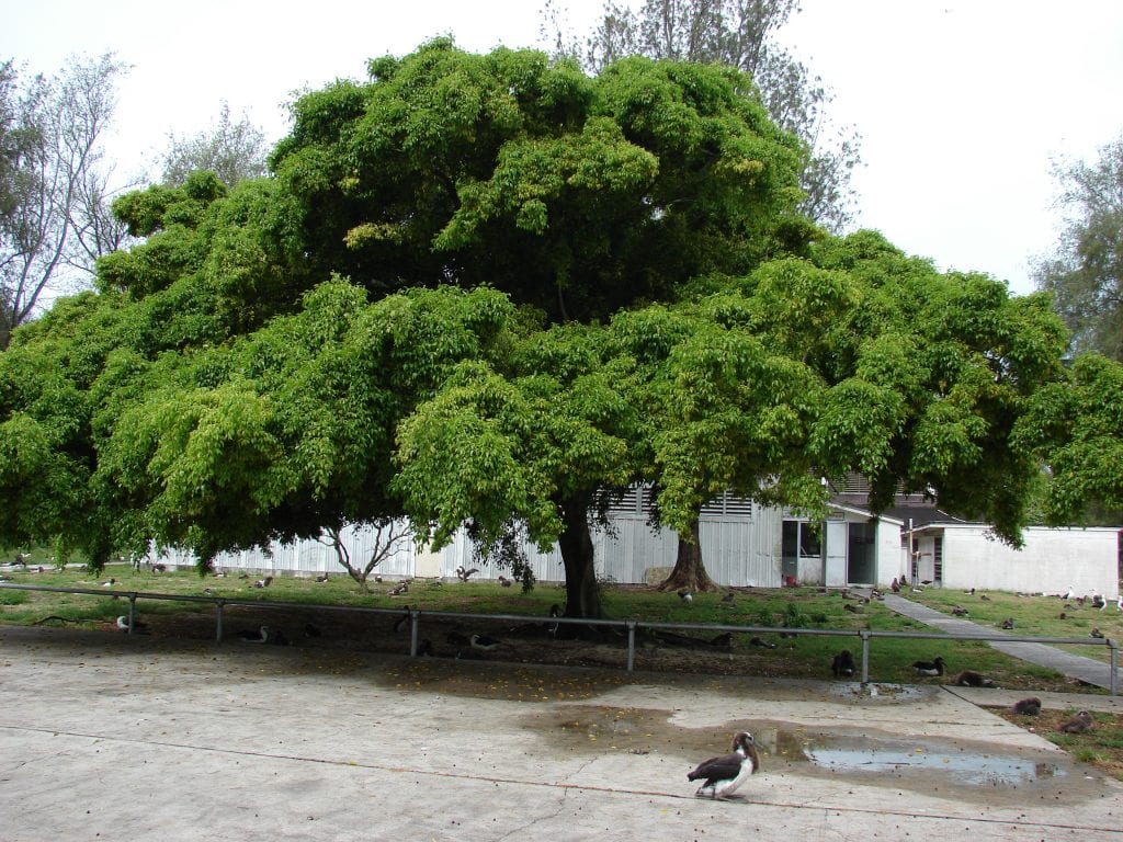 Ficus benjamina: cultivo, poda, riego y raíces invasoras