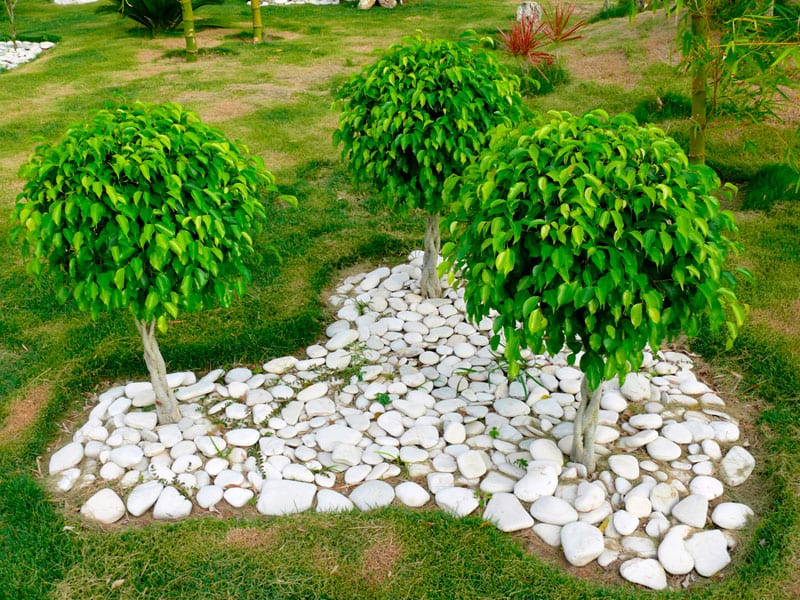 Ficus Danielle: cuidados, riego, poda y caída de hoja
