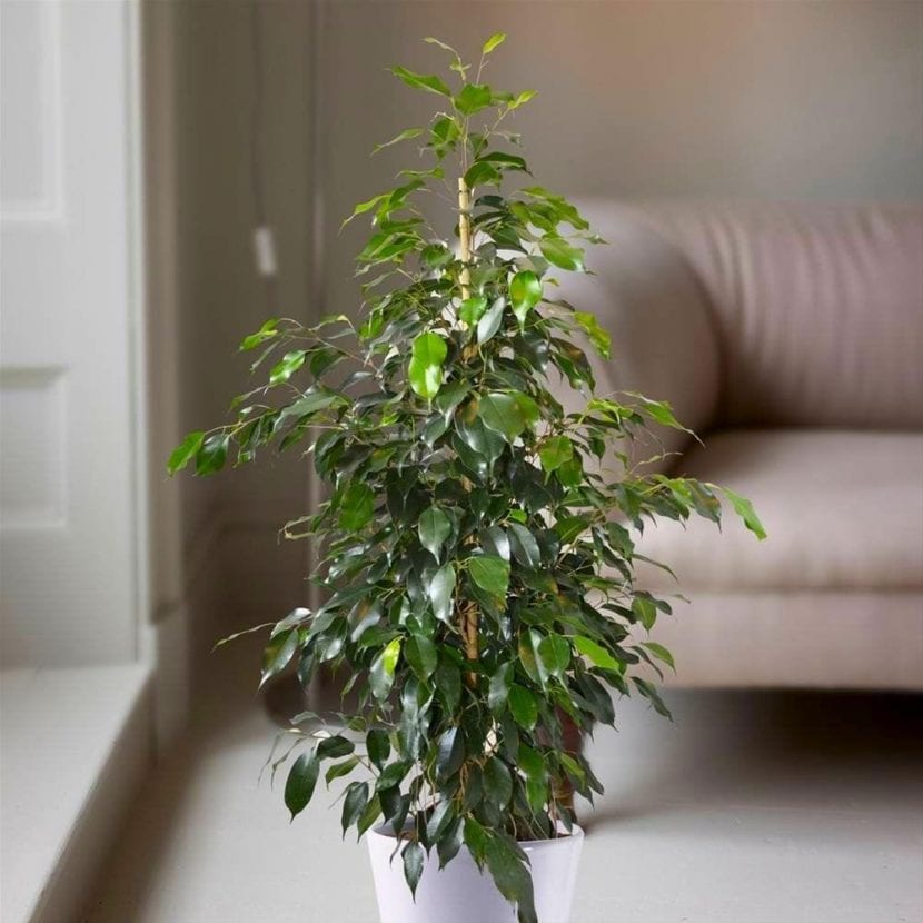Ficus Danielle