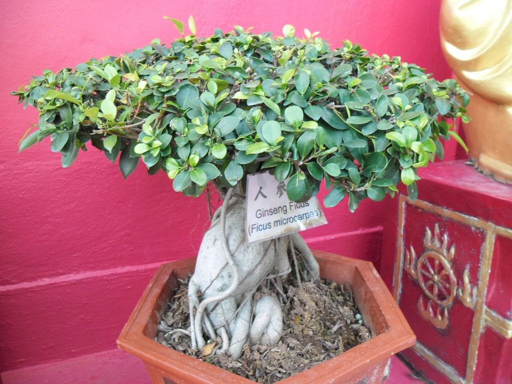 Ficus ginseng: qué es en realidad y cómo cuidarlo