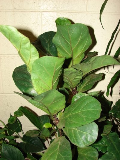 El Ficus lyrata se puede cultivar en maceta