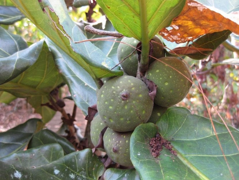 Vista de las hojas y frutos del Ficus lyrata