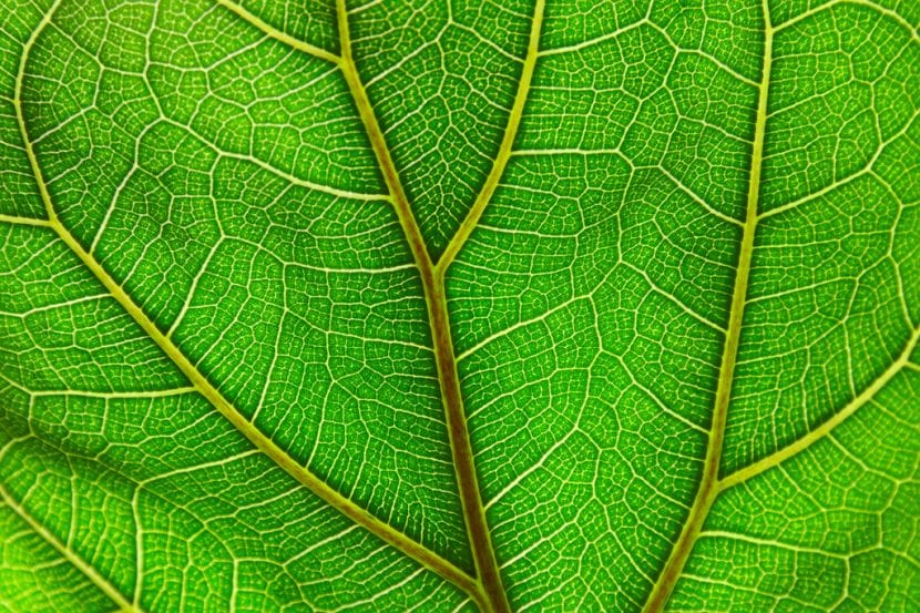 Las hojas del Ficus lyrata son grandes y bonitas