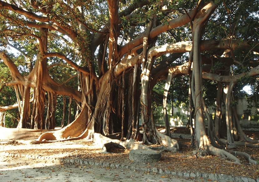 Ficus macrophylla: cultivo, raíces, poda y clima en España