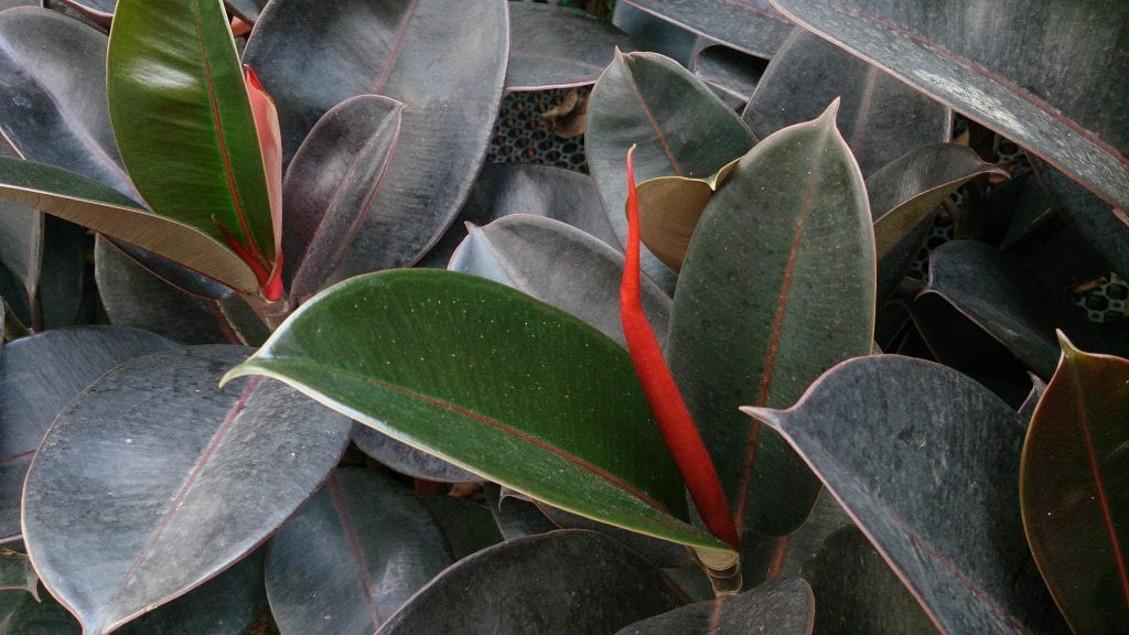 Ficus robusta: cuidados, luz, riego y poda del árbol del caucho