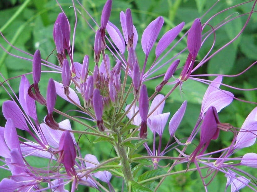 Caracteristicas del Cleome    