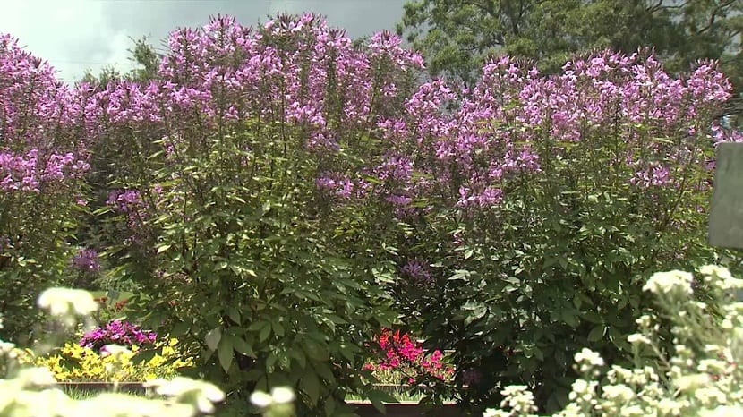 Cuidados del Cleome