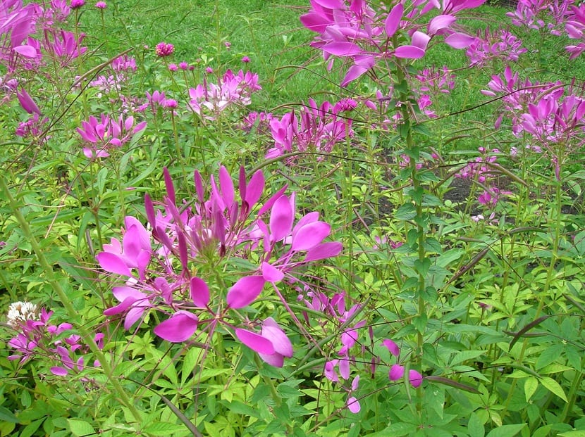 ️ Flor de araña (Cleome) | Guía Completa 2026