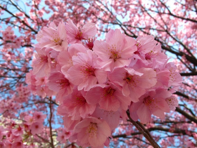 Las flores de sakura son preciosas